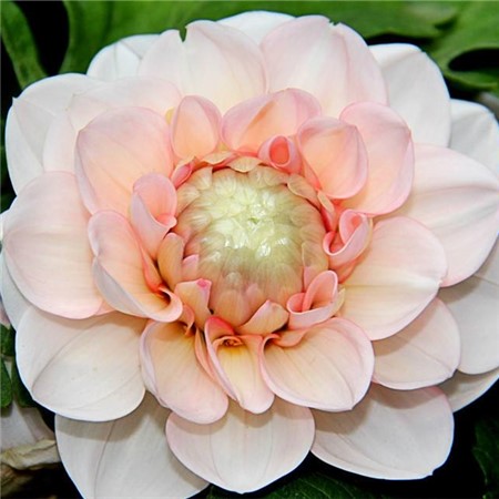 大丽花播种
