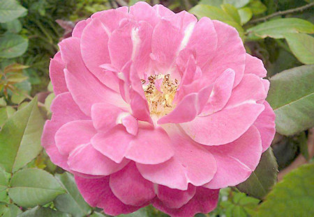 月季花小叶病 月季花小叶病