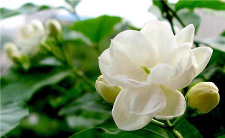 茉莉花适时入室