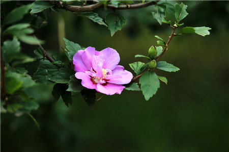 木槿的花语