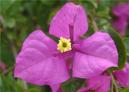 三角梅开花后修剪