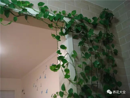 用淘米水浇花盆