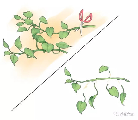 绿萝枝条一段段剪开