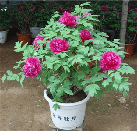 牡丹花盆景欣赏