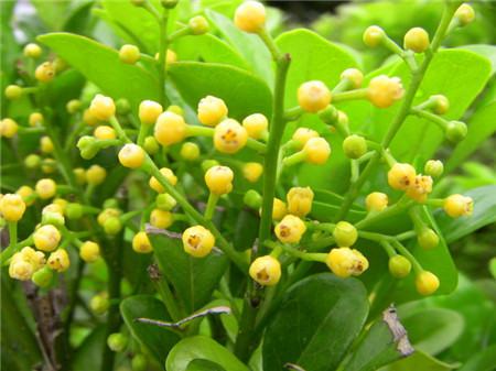 米兰花的花后施肥