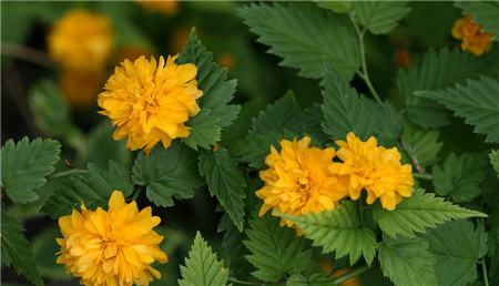 棣棠花开花图片欣赏