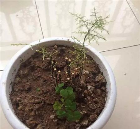 文竹剃头后的生长