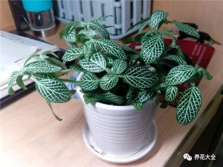 网纹草