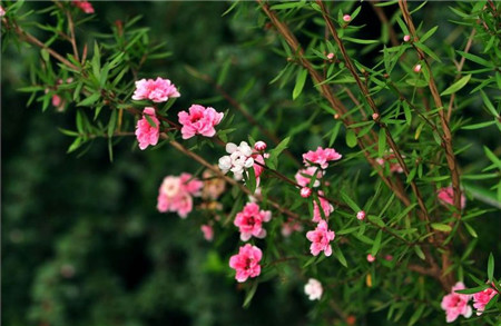 松红梅开花图片欣赏