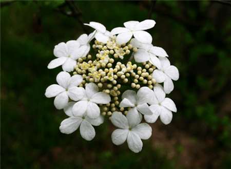 琼花开花图片欣赏