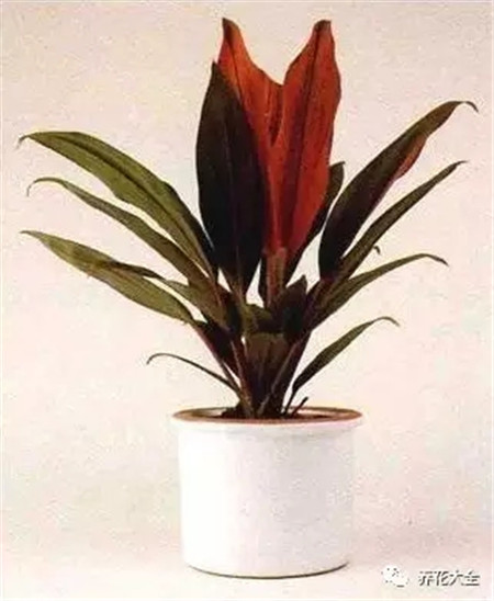 朱蕉