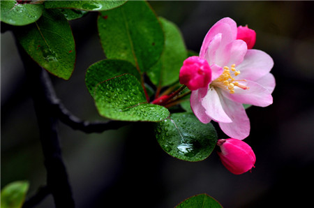 西府海棠开花图片欣赏
