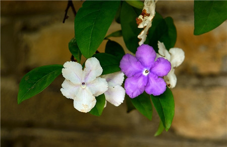 双色茉莉开花图片欣赏