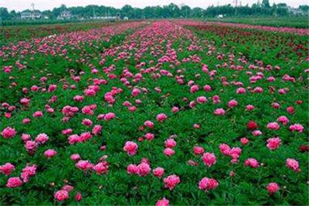 芍药移栽养护 芍药移栽养护