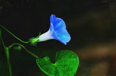 牵牛花的变色