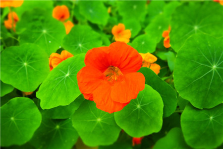 旱金莲开花欣赏 