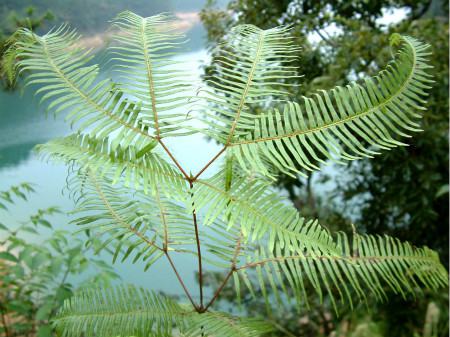 蕨类植物能净化空气吗？