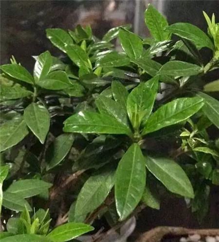 如何避免栀子花黄叶 如何避免栀子花黄叶