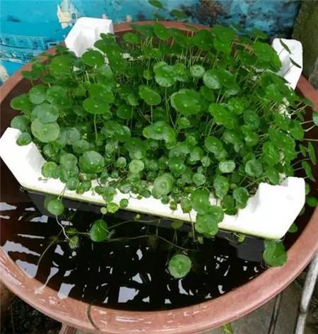 如何避免铜钱草黄叶 如何避免铜钱草黄叶