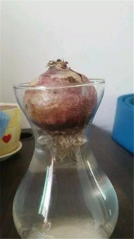 种球腐烂处理