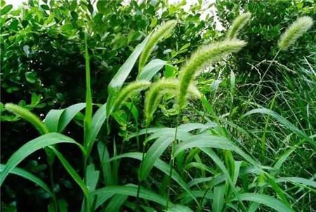 狗尾巴草 狗尾巴草