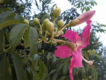 美丽异木棉的病虫害和防治