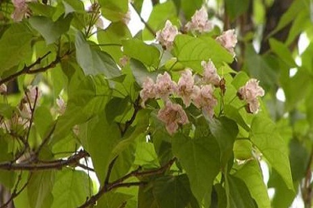 楸树 楸树