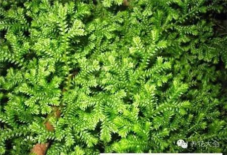 翠云草