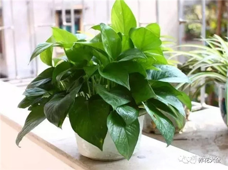 绿萝 绿萝