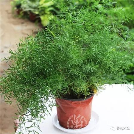 天门冬 天门冬