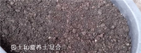 扦插