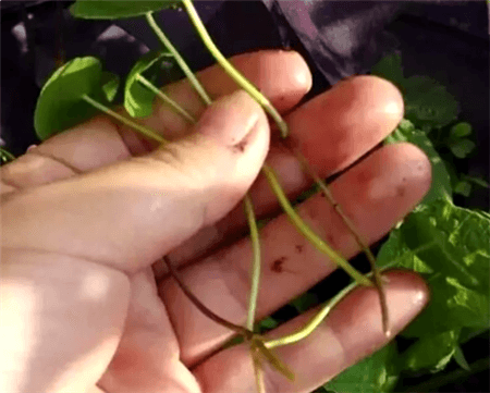 铜钱草