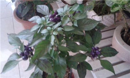 阳台盆栽蓝莓的养殖方法 - 花百科