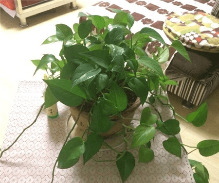 绿萝