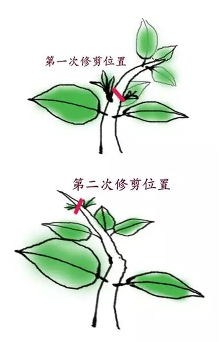 栀子芽口相对
