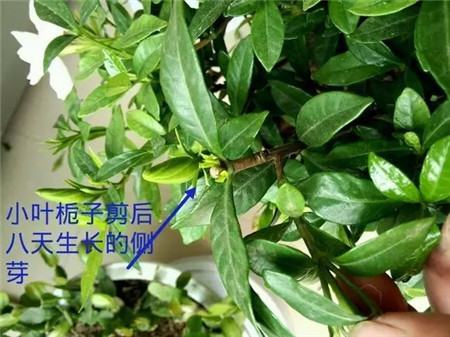 栀子伤口修剪
