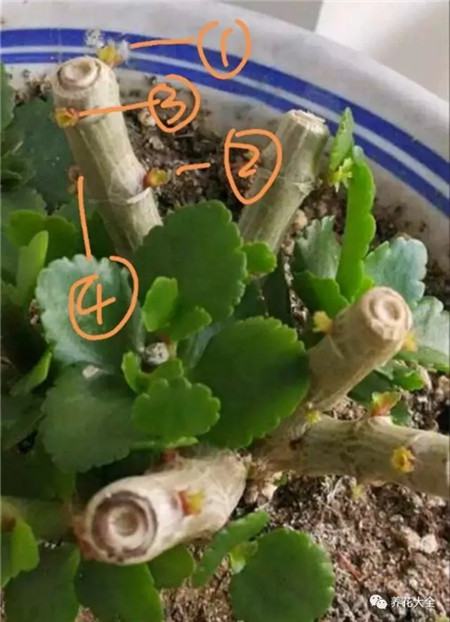 长寿花长芽