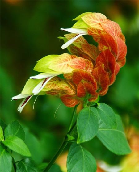 虾衣花