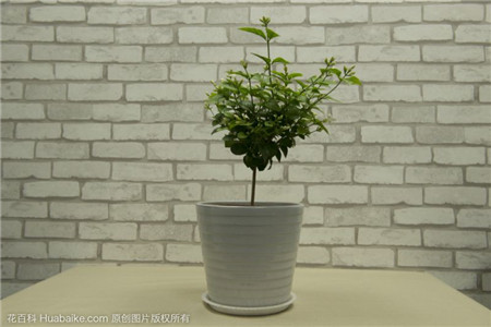 茉莉花哦 茉莉花哦
