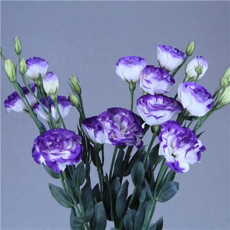 洋桔梗开花后的养护