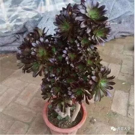 黑法师