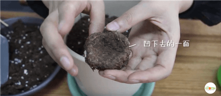 球根凹下去的一面可以发芽