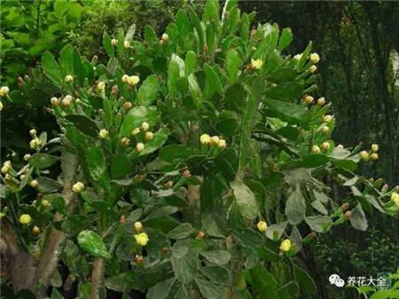 仙人掌开花