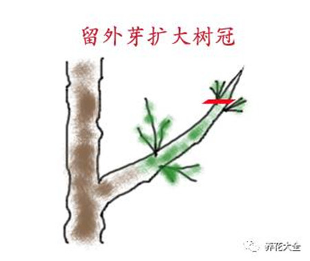 第三次修剪 第三次修剪