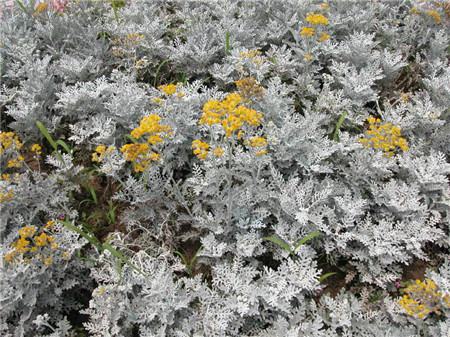 雪叶莲可以养在家里吗