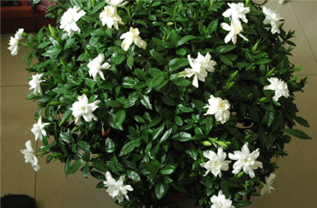 栀子花