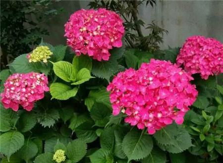 绣球花