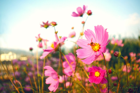 格桑花图片