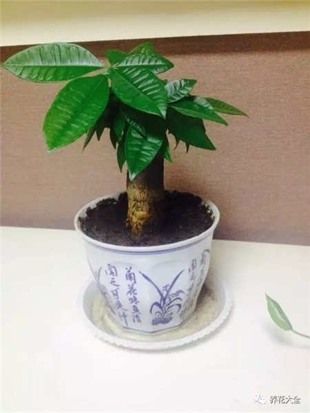 发财树 发财树