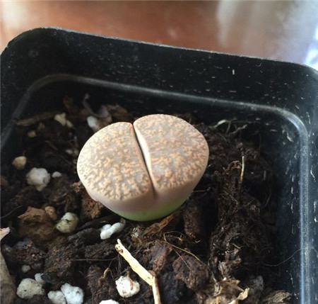 生石花土壤注意事项